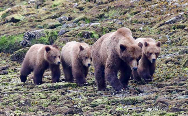 Prince Rupert Adventure Tours